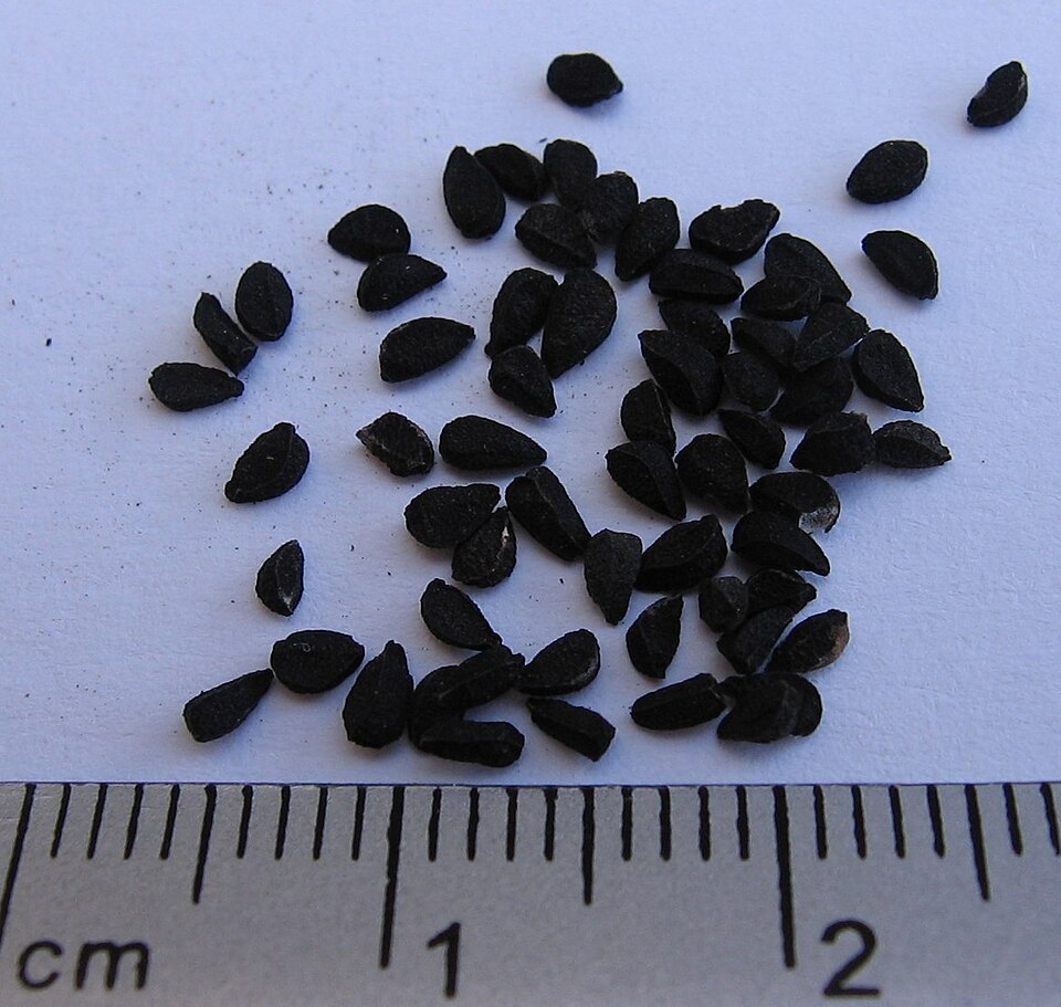 Nigella sativa black seeds