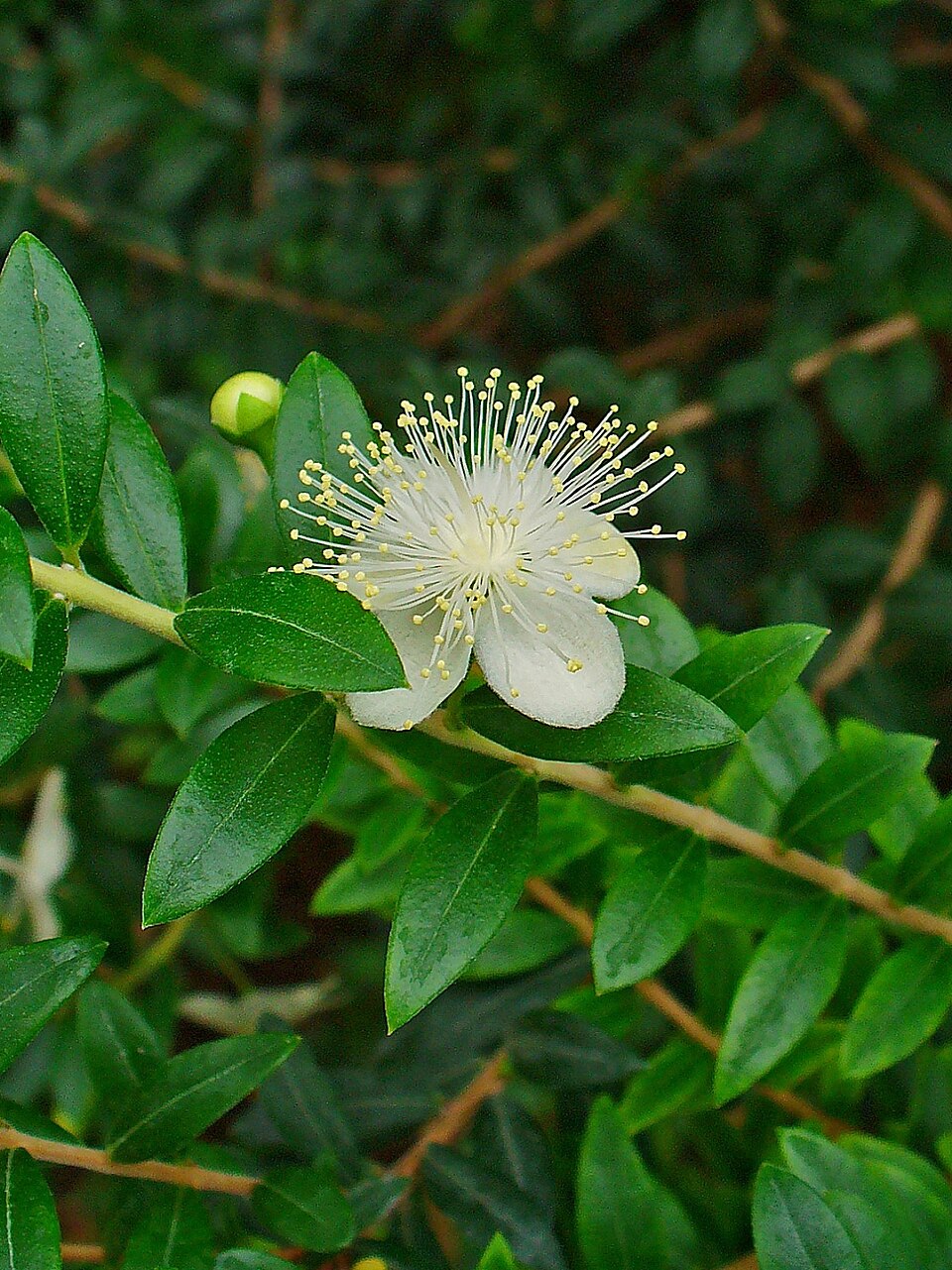 Myrtle flower and leaves