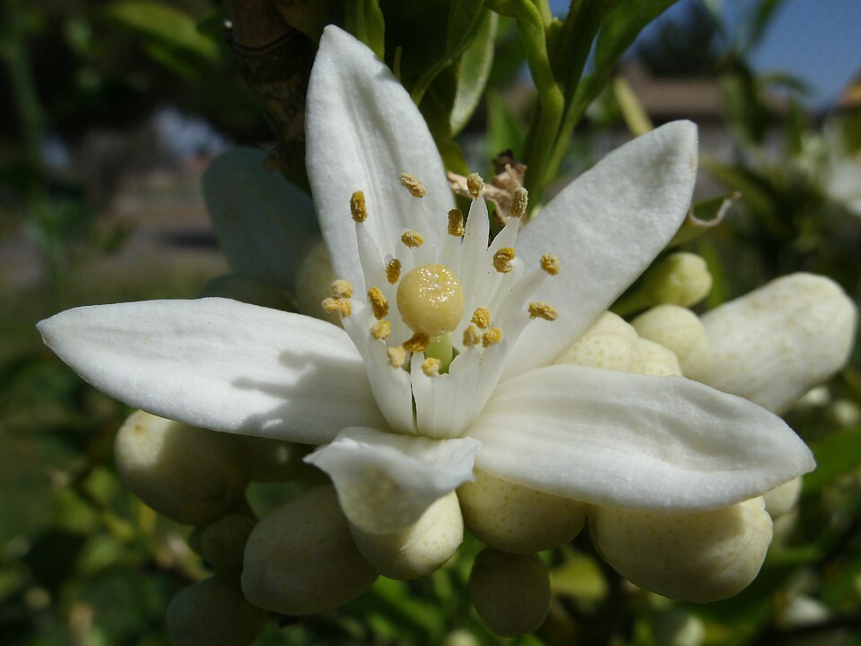 Orange blossom flower