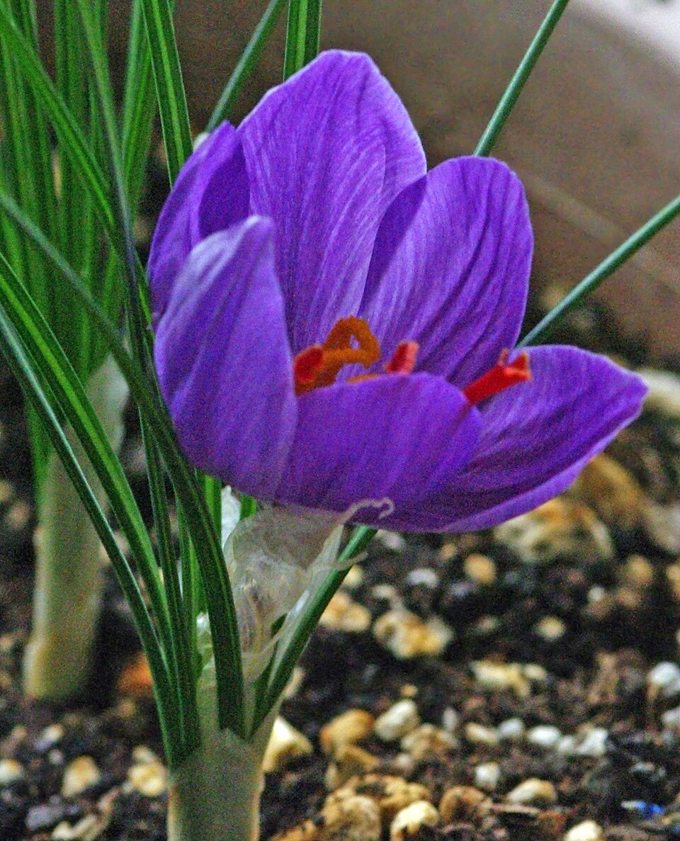 Saffron crocus flower